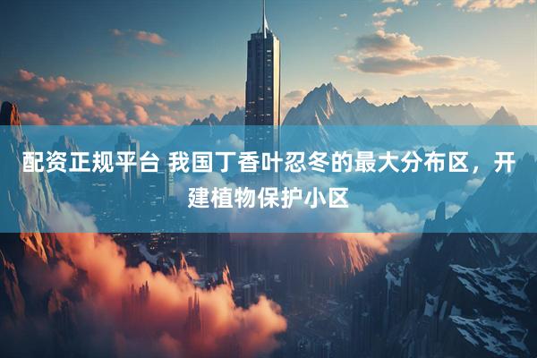 配资正规平台 我国丁香叶忍冬的最大分布区，开建植物保护小区